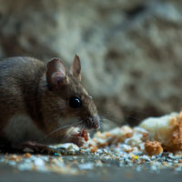 Mouse eating crumbs